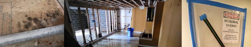 mold remediation