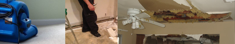 mold remediation