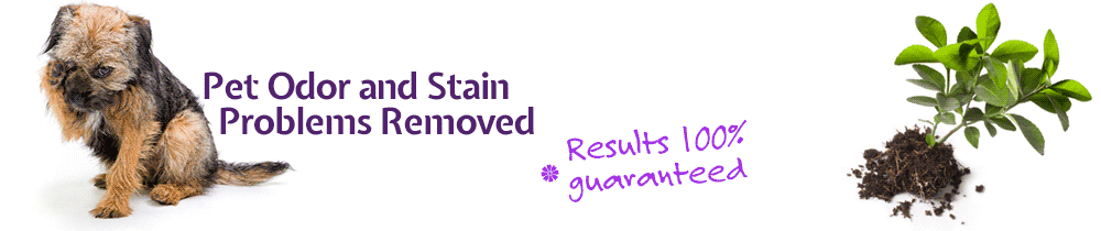 Pet Stain Removal