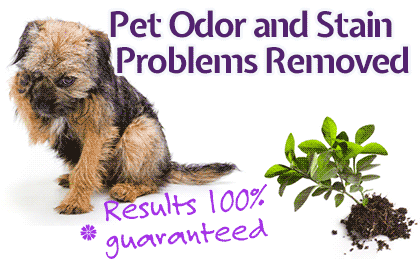 Pet Stain Removal